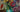 colorful vintage flowers,
