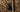 french terrier,