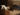 english terrier,